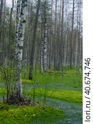 Birches on the swamp. Стоковое фото, фотограф Анна Кривицкая / Фотобанк Лори