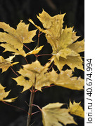 Yellow maple leaves on a dark background. Стоковое фото, фотограф Анна Кривицкая / Фотобанк Лори