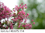 Pink flower in blue background. Стоковое фото, фотограф Анна Кривицкая / Фотобанк Лори