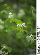 Blooming wild apple-tree in the forest. Стоковое фото, фотограф Анна Кривицкая / Фотобанк Лори