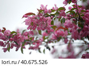Pink flower in blue background. Стоковое фото, фотограф Анна Кривицкая / Фотобанк Лори