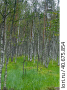 Birches on the swamp. Стоковое фото, фотограф Анна Кривицкая / Фотобанк Лори