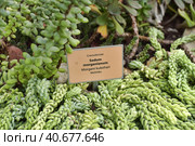 Sedum morganianum. Стоковое фото, фотограф Анна Кривицкая / Фотобанк Лори