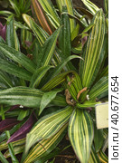 Tradescantia spathacea. Стоковое фото, фотограф Анна Кривицкая / Фотобанк Лори
