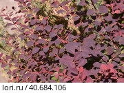Berberis x ottawensis - ornamental shrub used in landscaping. Стоковое фото, фотограф Володина Ольга / Фотобанк Лори