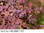 Berberis x ottawensis - ornamental shrub used in landscaping. Стоковое фото, фотограф Володина Ольга / Фотобанк Лори