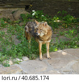 Golden jackal (Canis aureus) on summer sunny day. Стоковое фото, фотограф Валерия Попова / Фотобанк Лори