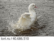 Greylag goose taking out the head of the water, goose, bird. Стоковое фото, фотограф Анна Кривицкая / Фотобанк Лори