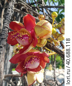Sala flora or Shorea robusta flower on Cannonball (2019 год). Стоковое фото, фотограф Анна Кривицкая / Фотобанк Лори