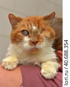 Ginger cat with an eyesore at an animal shelter. Стоковое фото, фотограф Анна Кривицкая / Фотобанк Лори