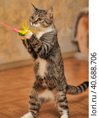 Playful tabby cat. Стоковое фото, фотограф Анна Кривицкая / Фотобанк Лори