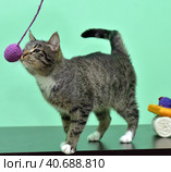 Playful tabby cat. Стоковое фото, фотограф Анна Кривицкая / Фотобанк Лори