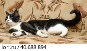 Portrait of black and white cat on sofa. Стоковое фото, фотограф Анна Кривицкая / Фотобанк Лори