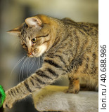 Playful tabby cat. Стоковое фото, фотограф Анна Кривицкая / Фотобанк Лори