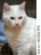 White cat. Стоковое фото, фотограф Анна Кривицкая / Фотобанк Лори
