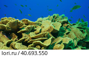School of Sea Goldie or Lyretail Anthias, Orange Basslet (Pseudanthias squamipinnis) floats above Lettuce coral or Yellow Scroll Coral (Turbinaria reniformis) in blue water, Red sea, Egypt. Стоковое фото, фотограф Некрасов Андрей / Фотобанк Лори