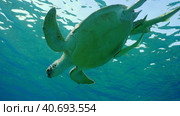 Great Green Sea Turtle (Chelonia mydas) dives down in the blue ocean, Reda sea, Egypt. Стоковое фото, фотограф Некрасов Андрей / Фотобанк Лори