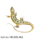 Lizard. Watercolor illustration. Стоковая иллюстрация, иллюстратор Ольга Грибанова / Фотобанк Лори
