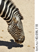 Zebtra in Out Of Africa Wildlife Park in Cmp Verde (2016 год). Стоковое фото, фотограф Анна Кривицкая / Фотобанк Лори