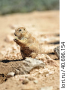 Black-tailed prairie dog, Plains prairie dog (Cynomys ludovicianus), nibbling something in the shade in Out of Africa Wildlife Park. Стоковое фото, фотограф Анна Кривицкая / Фотобанк Лори