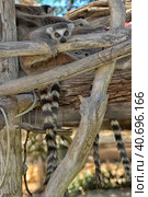 Ring-tailed lemur - lemur catta in Out Of Africa Wildlife Park (2016 год). Стоковое фото, фотограф Анна Кривицкая / Фотобанк Лори