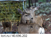 Deer eat hay in the zoo. Стоковое фото, фотограф Анна Кривицкая / Фотобанк Лори