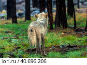 White wolf in the rain. Стоковое фото, фотограф Анна Кривицкая / Фотобанк Лори