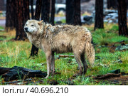White wolf in the rain. Стоковое фото, фотограф Анна Кривицкая / Фотобанк Лори