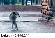 White wolf in the rain. Стоковое фото, фотограф Анна Кривицкая / Фотобанк Лори