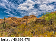 Saguaro National Park, landscape with cloudy sky (2016 год). Стоковое фото, фотограф Анна Кривицкая / Фотобанк Лори
