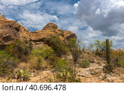 Landscape at Saguaro National Park near Tucson (2016 год). Стоковое фото, фотограф Анна Кривицкая / Фотобанк Лори