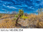 Saguaro National Park, landscape with cloudy sky (2016 год). Стоковое фото, фотограф Анна Кривицкая / Фотобанк Лори