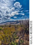 Saguaro National Park, landscape with cloudy sky (2016 год). Стоковое фото, фотограф Анна Кривицкая / Фотобанк Лори