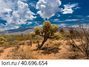 Landscape at Saguaro National Park near Tucson (2016 год). Стоковое фото, фотограф Анна Кривицкая / Фотобанк Лори