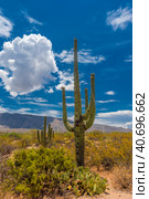 Notably the giant organ pipe cacti (2016 год). Стоковое фото, фотограф Анна Кривицкая / Фотобанк Лори