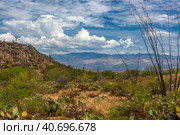 Landscape of large saguaro cactus plants on hillside in Saguaro National Park (2016 год). Стоковое фото, фотограф Анна Кривицкая / Фотобанк Лори