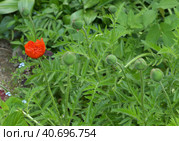 Red Poppy decorative flower in a flower bed. Стоковое фото, фотограф Володина Ольга / Фотобанк Лори