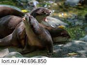 Several otters in Washington zoo. Стоковое фото, фотограф Анна Кривицкая / Фотобанк Лори