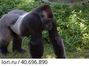 Gorilla in Washington zoo. Стоковое фото, фотограф Анна Кривицкая / Фотобанк Лори