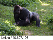 Gorilla in Washington zoo. Стоковое фото, фотограф Анна Кривицкая / Фотобанк Лори