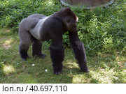 Gorilla in Washington zoo. Стоковое фото, фотограф Анна Кривицкая / Фотобанк Лори