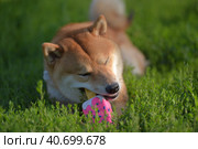 Shiba inu gnaws a toy. Стоковое фото, фотограф Анна Кривицкая / Фотобанк Лори
