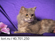 Beautiful fluffy gray cat and flower. Стоковое фото, фотограф Анна Кривицкая / Фотобанк Лори