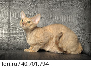 Devon Rex  Cat on grey background. Стоковое фото, фотограф Анна Кривицкая / Фотобанк Лори
