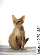 Devon Rex  Cat on white background. Стоковое фото, фотограф Анна Кривицкая / Фотобанк Лори