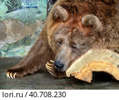 Tien Shan brown bear lies on a log and looks away. The bear is relaxed. Background with large and beautiful animals. Стоковое фото, фотограф Бузмакова Светлана / Фотобанк Лори