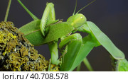 Sexual cannibalism, Close-up portrait of large female green praying mantis eats the male after mating on tree branch covered with lichen. Transcaucasian tree mantis (Hierodula transcaucasica) Стоковое фото, фотограф Некрасов Андрей / Фотобанк Лори
