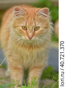 Young red cat in the summer garden near the house. Стоковое фото, фотограф Анна Кривицкая / Фотобанк Лори