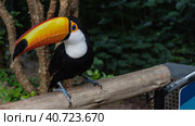 A beautiful bright Big Toucan Ramphastos toco is sitting on a perch in a tropical garden, looking at the camera. Big yellow beak. Blue curious eye. Bird Park. Brazil. Foz do Iguazu. Стоковое фото, фотограф Вера Ивановна Кубарева / Фотобанк Лори