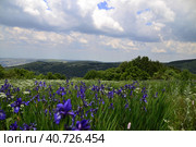 Дикорастущие ирисы сибирские в горах Крыма. Wild-growing Siberian irises in the Crimean mountains. (2023 год). Стоковое фото, фотограф Владимир Шарый / Фотобанк Лори